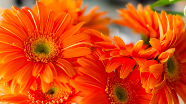 Wallpaper Closeup, Orange, View, Flowers, Spring, Mobile, Daisies, Desktop