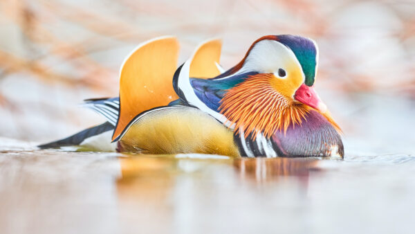 Wallpaper Birds, Duck, Mandarin, Floating, Water