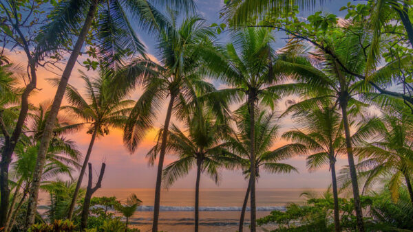 Wallpaper Palm, Nature, Trees, View, Scenery, Beach