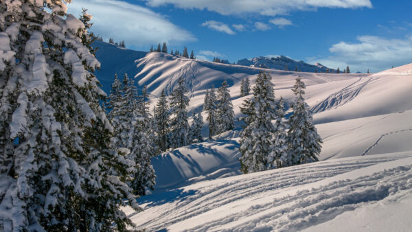 Wallpaper Desktop, Winter, Fir, During, Snow, With, Nature, Under, Sky, Trees, And, Blue, Covered, Mountain, Clouds