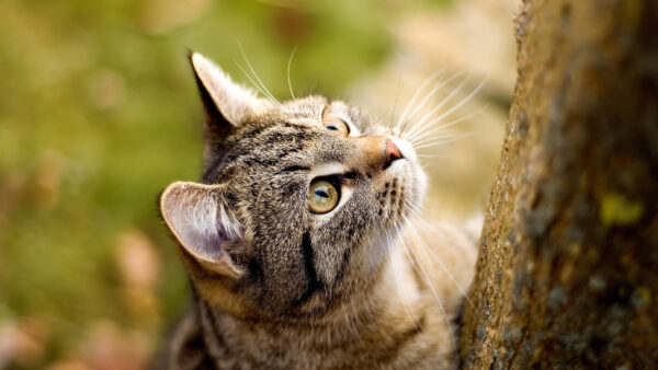 Wallpaper Shallow, Background, Eyes, Cat, Green, With, Desktop