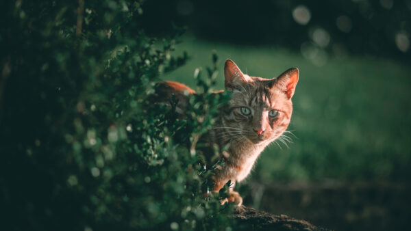 Wallpaper Plant, White, Stare, Near, Cat, Standing, Brown, Look, Green, With