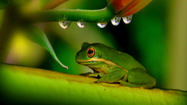 Wallpaper Background, Frog, Leaf, Eyed, Yellow, Blur, Green