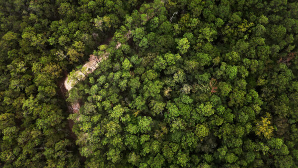 Wallpaper Desktop, Nature, Green, View, Mobile, Trees, Aerial, Forest, Rocks