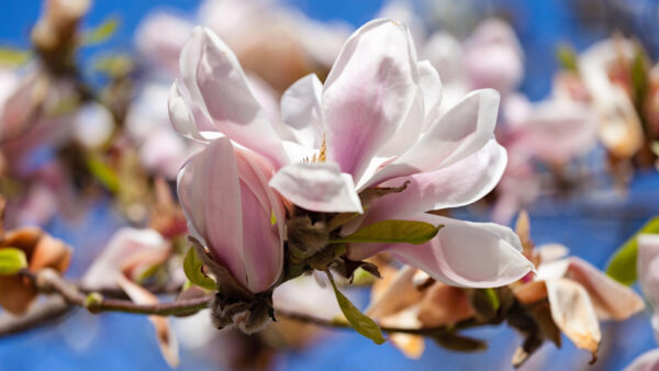 Wallpaper Flowers, Desktop, Magnolia, Closeup, Blossom, White