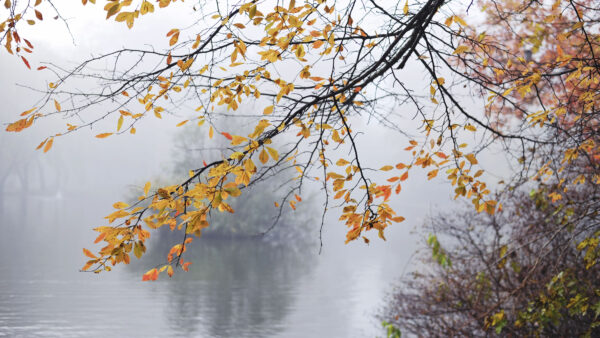 Wallpaper Nature, Autumn, Yellow, Desktop, Branches, Background, Leaves, Fog, Mobile, Tree