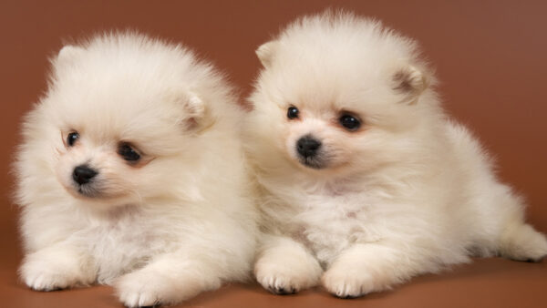 Wallpaper Floor, Puppy, Background, Brown, White, Dogs, Sitting, Are