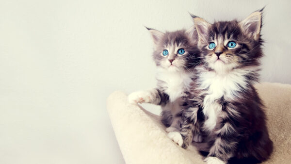Wallpaper Cat, WALL, Blue, Eyes, Black, White, Kittens, Sitting, Kitten, Are, Background, Couch