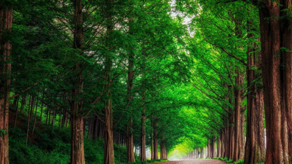 Wallpaper Trees, Path, Between, Forest, Green