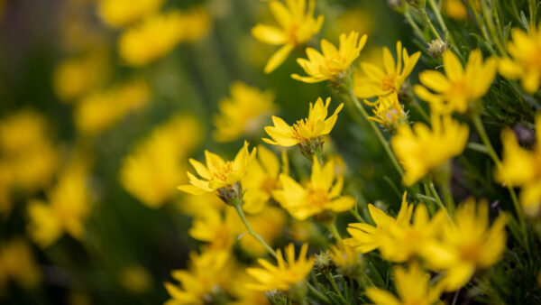 Wallpaper Yellow, Plants, Desktop, Flowers, Field, Mobile, Background, Blur