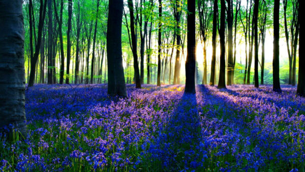 Wallpaper Blue, Trees, Green, Plants, Sunrays, Flowers, Background, Forest