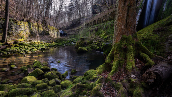 Wallpaper Bridge, Between, Stones, Forest, Algae, Nature, Trees, Green, Covered, Desktop, Mobile, River, Background