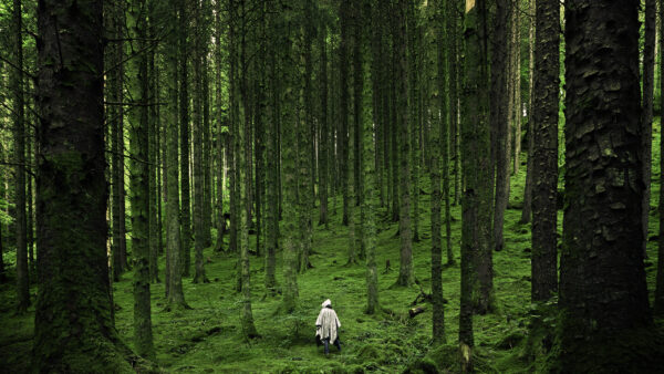 Wallpaper Man, Grass, Forest, With, Trees, Desktop, Green