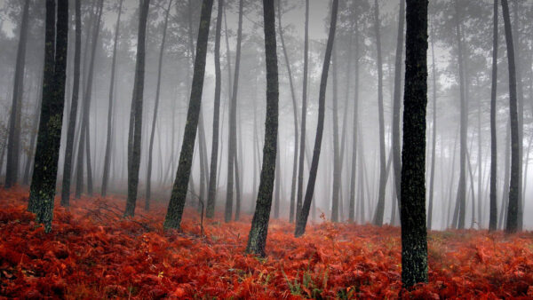 Wallpaper Dawn, And, Desktop, During, With, Nature, Morning, Fog, Trees, Forest