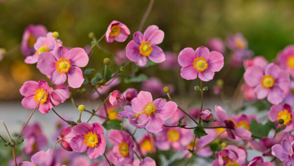 Wallpaper Plant, Flowers, Anemones, Desktop, Buds, Mobile, Petals, Pink