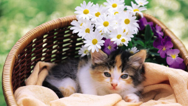 Wallpaper Kitten, Cat, Bamboo, White, Sitting, Inside, With, Flowers, Brown, Basket, Purple, Black