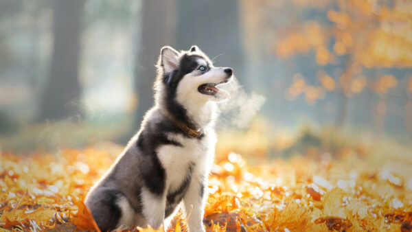 Wallpaper Siberian, Forest, Leaves, Dog, Yellow, Background, Trees, Blur, Husky