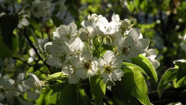 Wallpaper Branches, Desktop, Flowers, Leaves, Spring, White, Bloom