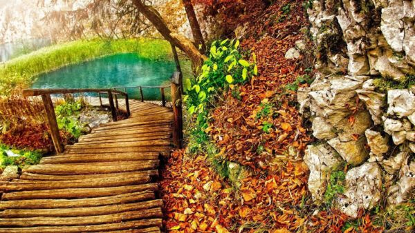 Wallpaper Dry, Plants, Green, Leading, Leaves, Surrounded, Wood, Scenery, Dock, Pond
