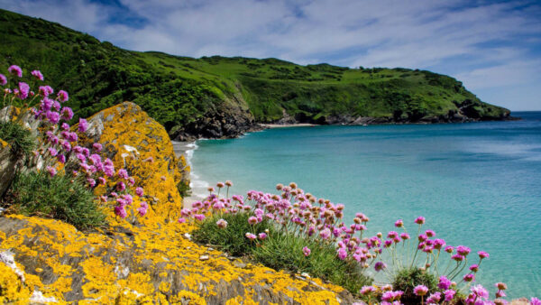 Wallpaper Blue, Yellow, White, Pink, Sky, Mountains, Covered, Grass, Flowers, Closeup, Under, Ocean, Green, Nature, Rocks, Clouds, Landscape, View