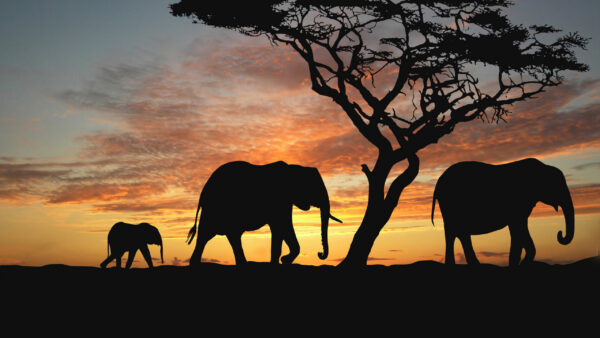 Wallpaper Sunset, Elephants, Africa, Silhouette, Sky, African
