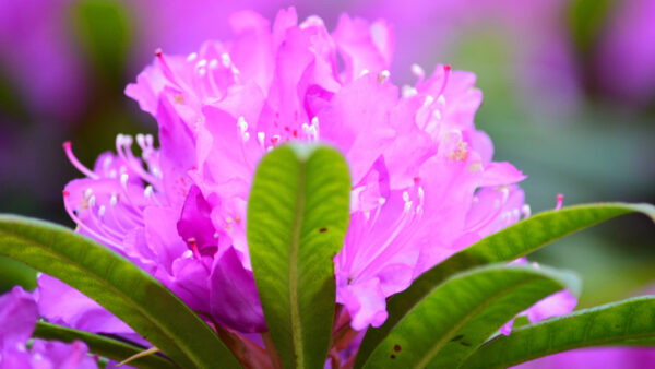 Wallpaper Flowers, Leaves, Background, With, Blur, Purple, Flower, Green