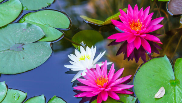 Wallpaper With, Flowers, White, Green, Pink, Water, Leaves, Lily