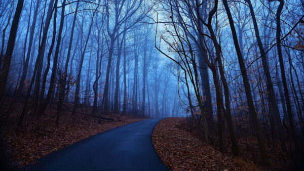 Wallpaper Between, Fog, Forest, Nature, Background, Beautiful, Road