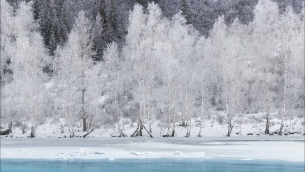 Wallpaper Trees, Desktop, Ice, With, Lake, And, Winter