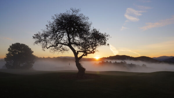 Wallpaper Nature, Sunrise, Green, Fog, During, Sky, Under, Blue, Trees