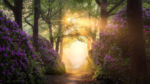 Wallpaper Background, Path, Forest, Plants, Purple, Between, Nature, Flowers, Sunrays, Branches