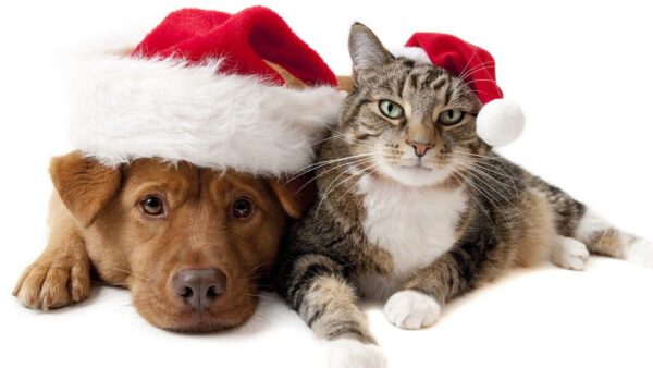 Wallpaper Dogs, Black, Brown, Santa, Dog, Desktop, Cap, White, Cats, Cat, With, And