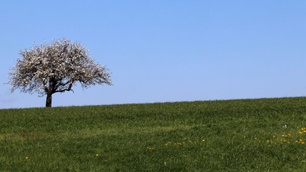 Wallpaper Field, Sky, Tree, Blue, Grass, Nature, Under