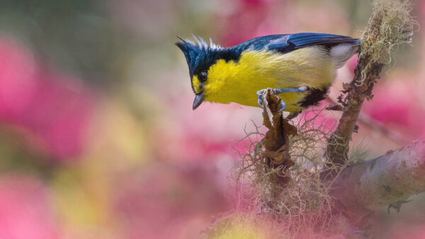 Wallpaper Branch, Yellow, Tit, Taiwan, Birds, Colorful, Bird, Background, Tree, Blur, Standing, Blue