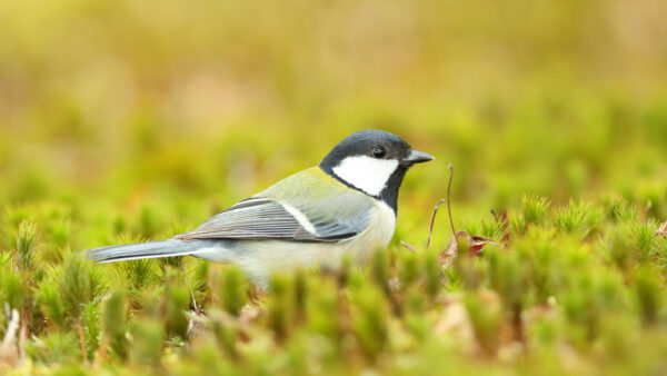 Wallpaper Blue, Yellow, Birds, Titmouse, Green, Desktop, Grass, Blur, Bird, Standing, Background, Mobile