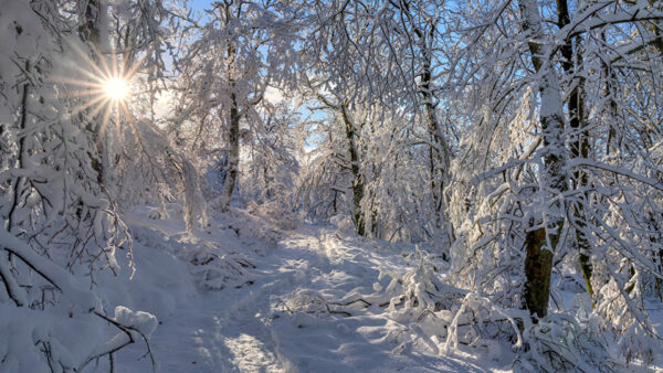 Wallpaper Trees, Blue, Winter, Sky, Background, Sunlight, Covered, Snow, Frozen
