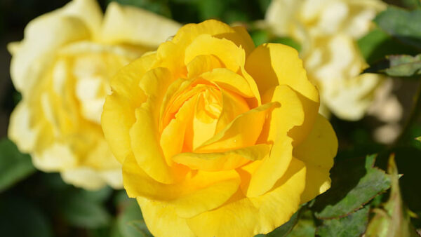 Wallpaper Blur, Beautiful, Bud, Background, Yellow, Flowers, Rose, Petals