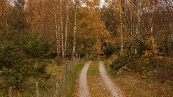 Wallpaper Green, Path, Background, Autumn, Trees, Forest, Grass, Nature