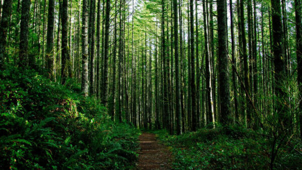 Wallpaper Sand, Nature, Path, Green, Leaves, Trees, Between, Bushes, Plants