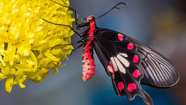 Wallpaper Blur, Dots, Background, White, Black, Flowers, Yellow, Butterfly, Red, Design