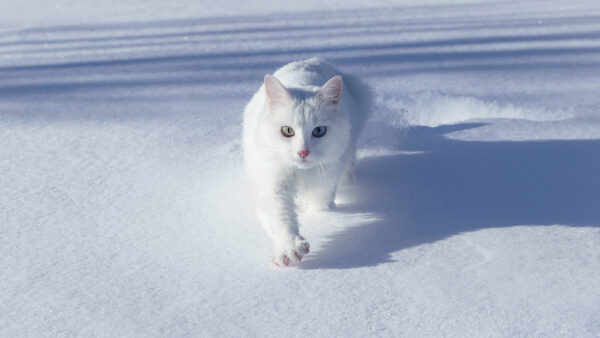 Wallpaper Snow, White, Walking, Daytime, During, Cat