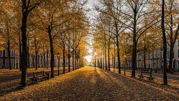 Wallpaper Between, Autumn, Yellow, Tall, Path, Dry, Trees, Leaves, Sunlights, With