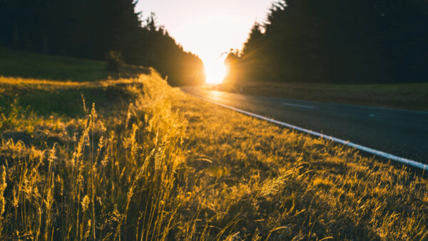 Wallpaper Nature, Road, Background, Closeup, Plants, Sunrays, Grass, Green, View