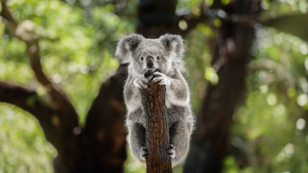 Wallpaper Sitting, Bokeh, Tree, Background, Koala, Blur, Branch