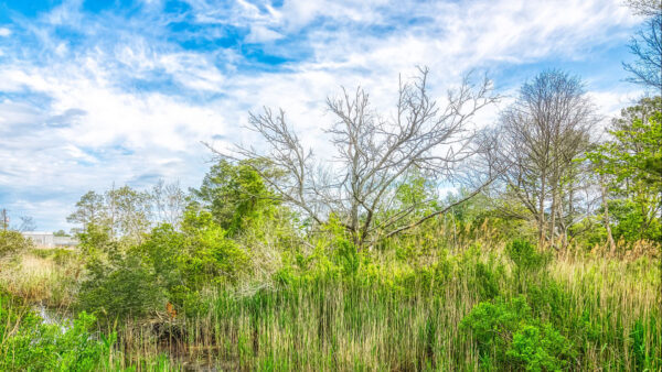 Wallpaper Sky, White, Trees, View, Daytime, Nature, Pond, Blue, Grass, Clouds, Under, Bushes, Closeup, During
