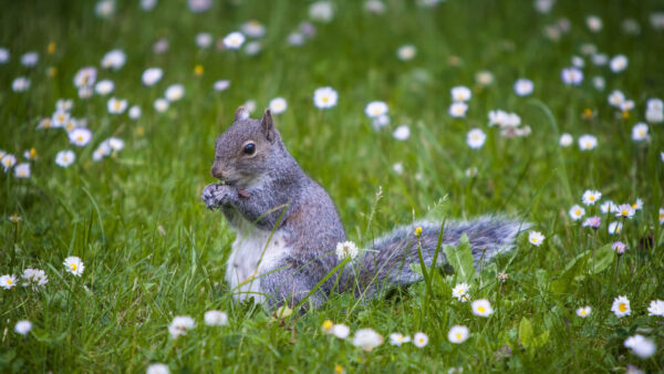 Wallpaper Squirrel, Grey, Background, Field, Green, White, Standing, Grass, Flowers