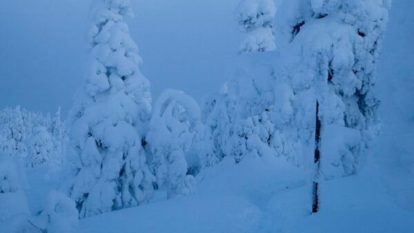 Wallpaper Scenery, Snow, Winter, Field, Trees, Branches, Frozen