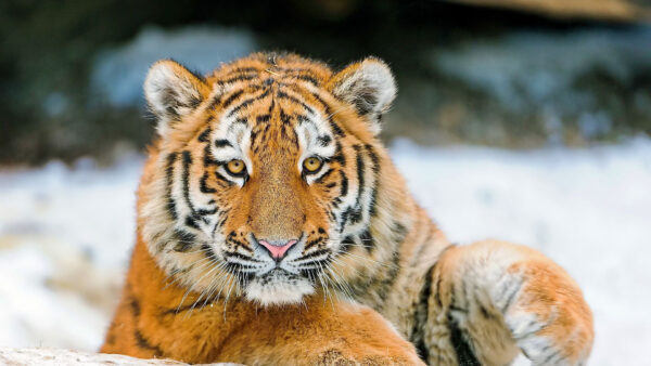 Wallpaper Sitting, Background, Cub, With, Snow, Blur, Tiger, Stare, Look