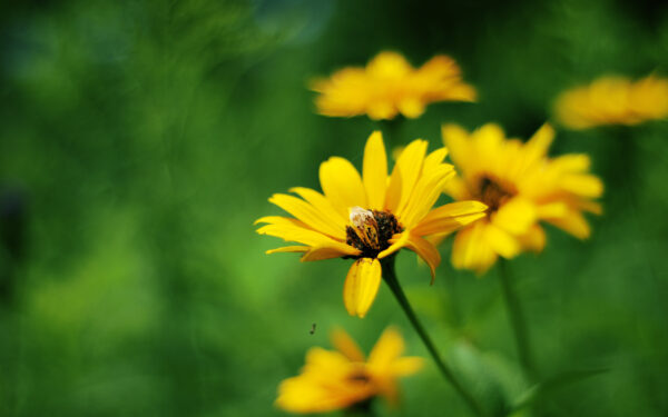 Wallpaper Yellow, Summer, Flowers