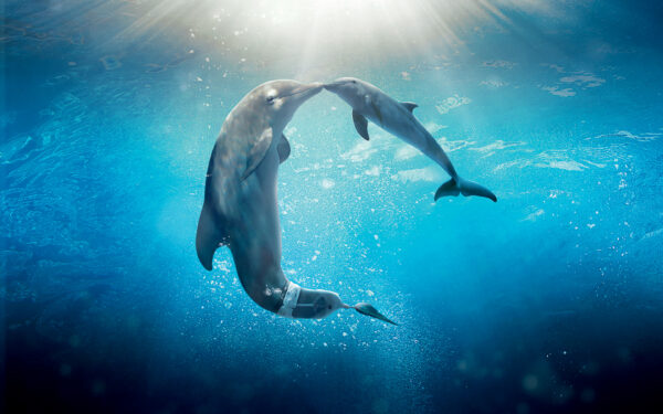 Wallpaper Dolphin, Tale